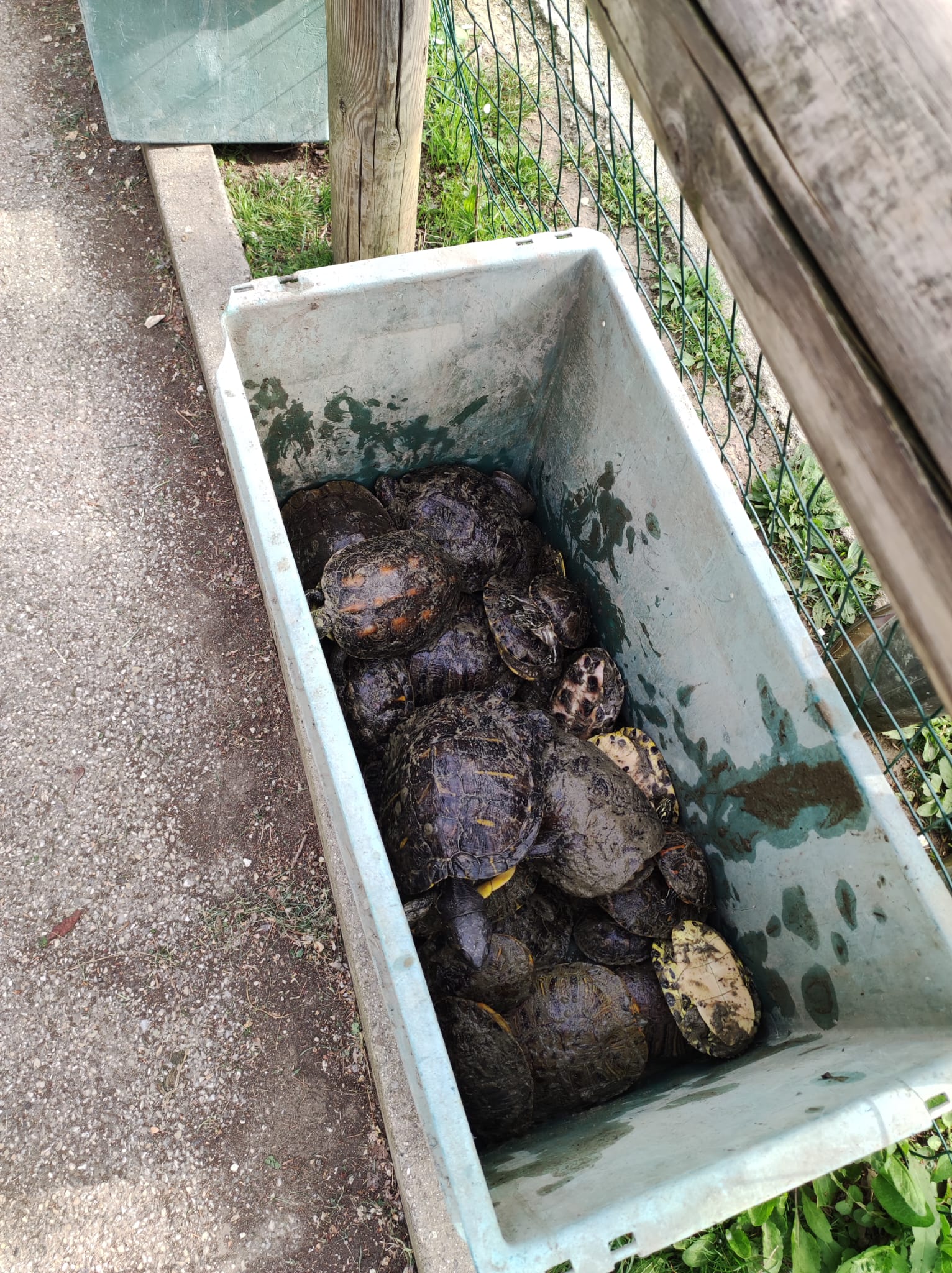 Una nuova casa “non abusiva” per le 75 tartarughe palustri abbandonate al parco della Resistenza